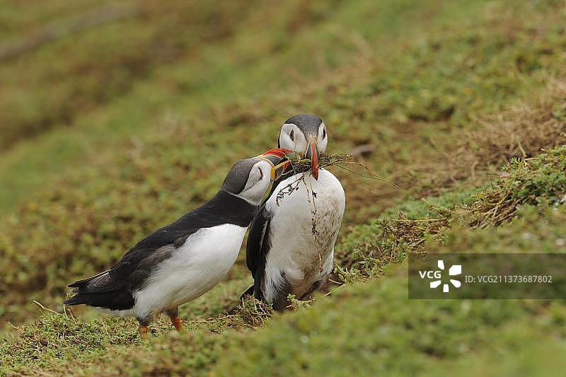 海雀(北极兄弟)，成年对，繁殖羽毛，喙上有筑巢材料，站在悬崖顶部的洞穴旁，斯科霍姆岛，彭布罗克郡，威尔士，英国，欧洲图片素材