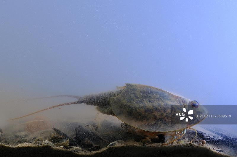 蝌蚪虾(三角虾)成虫，水下淡水临时池塘，意大利，欧洲图片素材