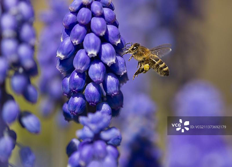 蜜蜂(Apis mellifera)，成年工蜂，飞行中，腿上有“花粉篮”，从花园中的葡萄风信子(Muscari sp)采集花蜜，谢菲尔德，南约克郡，英格兰，英国，欧洲图片素材