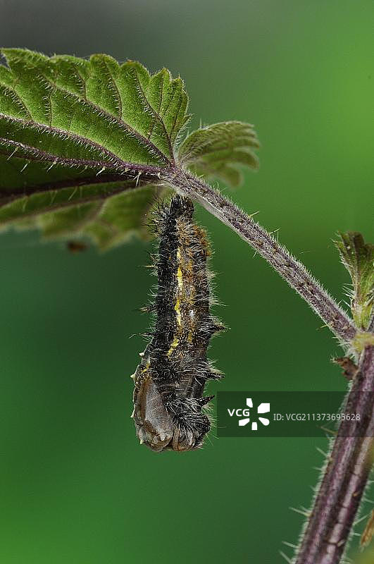 画的女士(凡妮莎·卡杜伊)的幼虫蜕皮化蛹，挂在刺痛的荨麻叶，牛福德郡，英格兰，英国，欧洲图片素材