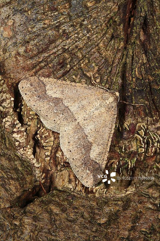 斑点边蛾(Agriopis marginaria)成虫，休息在橡树(Quercus sp.)树上，波伊斯，威尔士，英国，欧洲图片素材