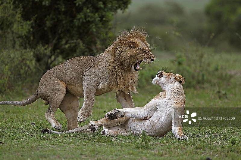 正在交配的非洲狮，肯尼亚马赛马拉公园图片素材