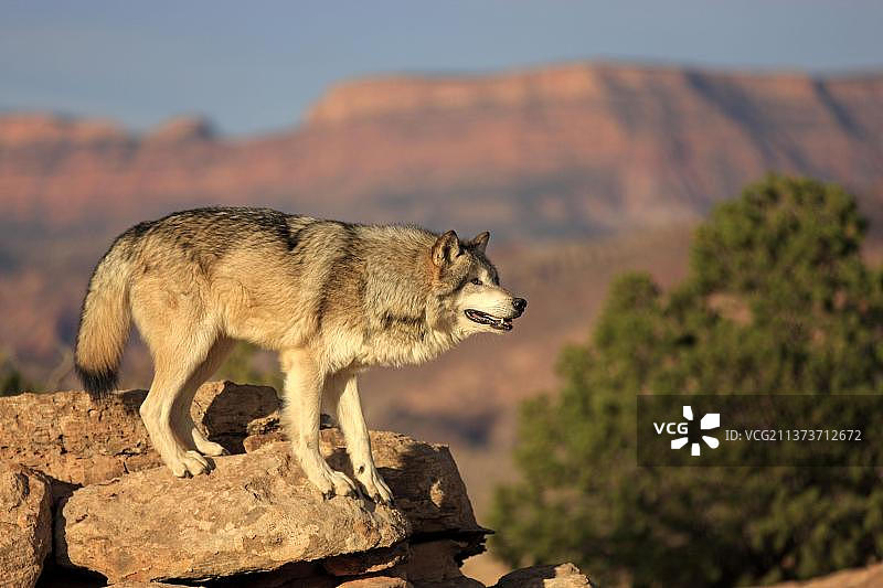 森林灰狼(Canis lupus)，纪念碑谷，犹他州，美国，北美图片素材