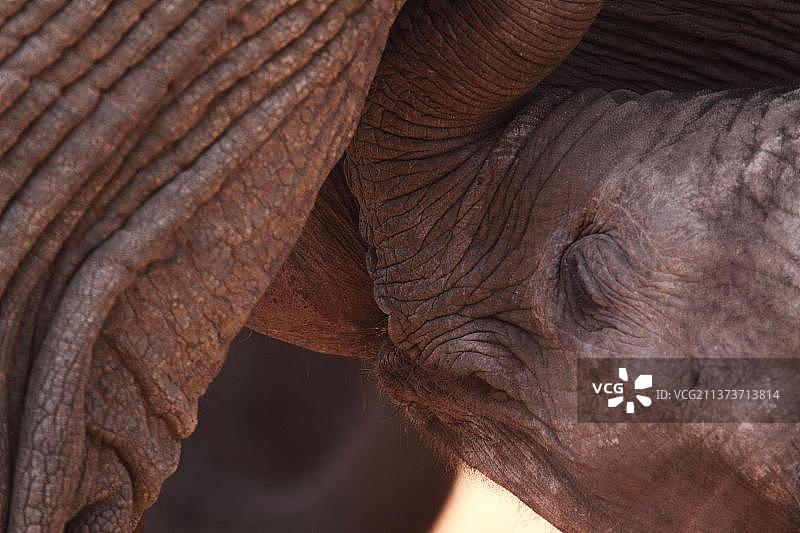 大象，大象，哺乳动物，小象与母亲，吮吸，头部特写，方舟，阿伯戴尔N. P.阿伯戴尔山脉，肯尼亚，非洲图片素材