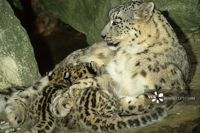 雪豹(Panthera uncia)成年雌性，正在哺育两只幼崽图片素材