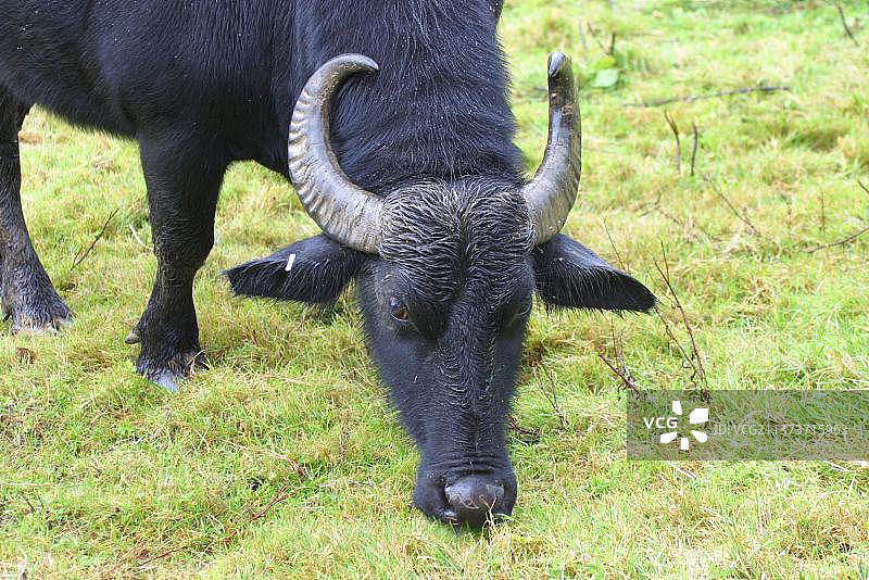 水牛，亚洲水牛(水牛)水牛，有蹄类，偶蹄类，牛，哺乳动物，家畜图片素材
