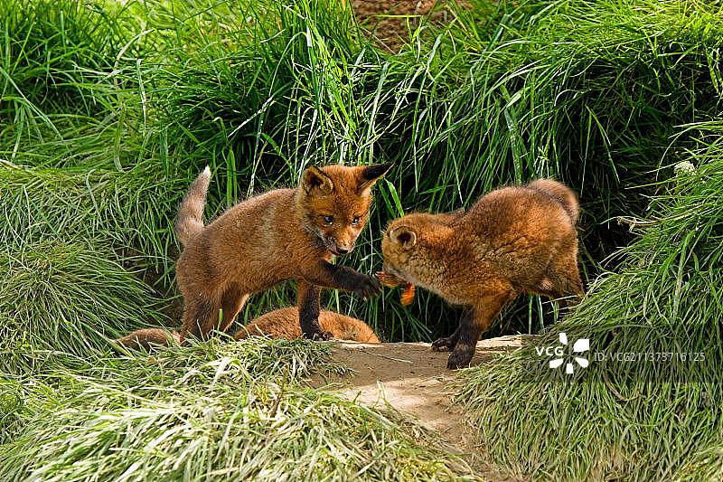 赤狐、赤狐(Vulpes Vulpes)、狐狸、狐狸、犬科动物、食肉动物、哺乳动物、赤狐幼崽在门口玩耍、吃小鸡图片素材