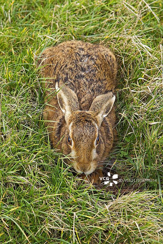 成年欧洲野兔(Lepus europaeus)，在草地上休息，萨福克，英国，欧洲图片素材