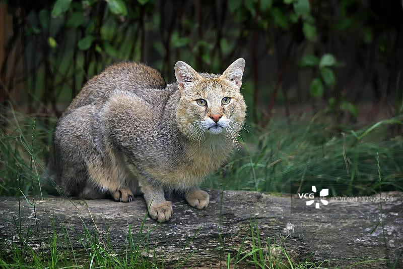 丛林猫(Felis chaus)图片素材