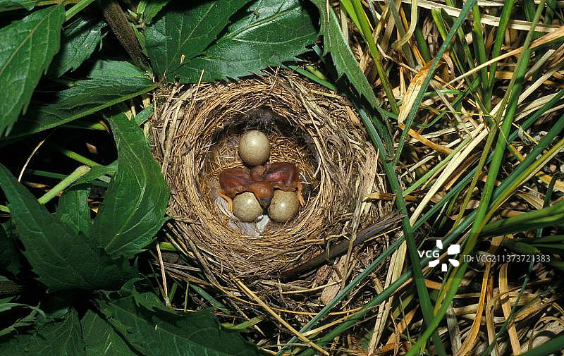 莎草莺(Acrocephalus schoenobaenus)，鸣禽，动物，鸟类，莎草莺巢有三个蛋和两个新孵化图片素材