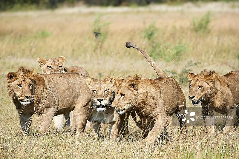 骄傲的非洲狮(Panthera leo)走过杜巴平原租界，奥卡万戈三角洲。博茨瓦纳图片素材