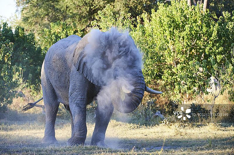 非洲博茨瓦纳，奥卡万戈三角洲，莫雷米野生动物保护区，非洲象公牛在受伤的眼睛上喷洒灰尘以减少苍蝇的烦恼图片素材