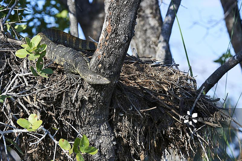 尼罗河巨蜥(Varanus niloticus)在树上休息，莫雷米野生动物保护区，奥卡万戈三角洲，博茨瓦纳，非洲图片素材