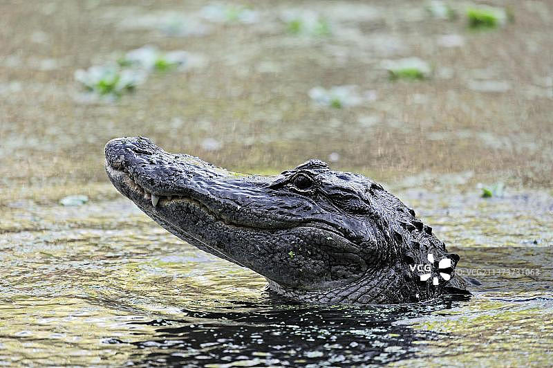美洲短吻鳄(密西西比短吻鳄)，开塞钻沼泽保护区，佛罗里达，美国，北美图片素材