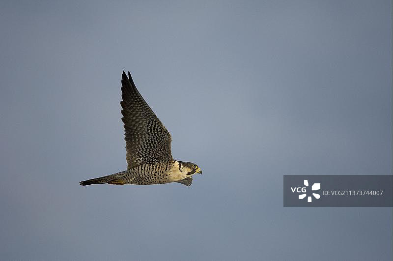 游隼(Falco peregrinus)成年，飞行中，佛罗里达(美国)美国一个图片素材