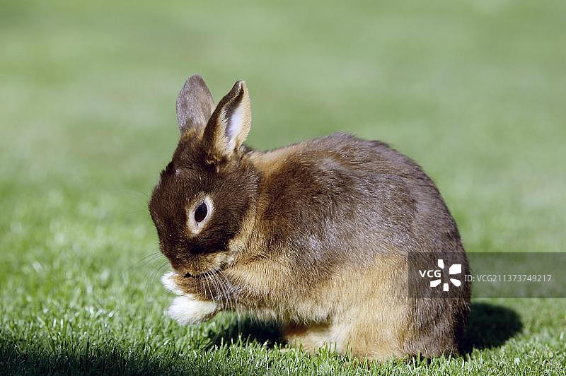 矮棕兔，矮棕兔，家兔图片素材
