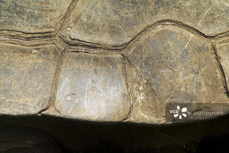 加拉帕戈斯巨龟，贝壳细节，圣克鲁斯岛，加拉帕戈斯群岛，厄瓜多尔图片素材