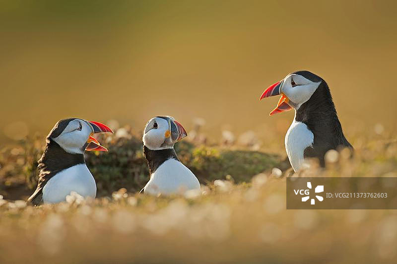 英国威尔士，欧洲，在繁殖季节的日落时分，三尾海雀(北极海雀学名:Fratercula arctica)在互相呼叫和交流图片素材