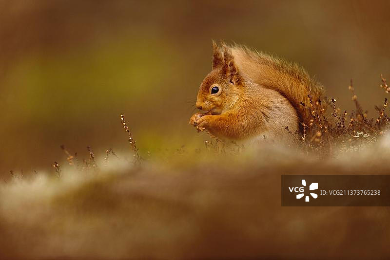 欧亚的红色欧亚的红色松鼠(Sciurus vulgaris)成年，吃榛子，坐在石南石南在针叶林，Cairngorms N. P.格兰pian山，高地，苏格兰，英国，欧洲图片素材