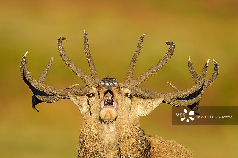 马鹿(Cervus elaphus)成熟的雄鹿，头部特写，咆哮，在发情季节，布拉德盖特公园，莱斯特郡，英格兰，英国，欧洲图片素材