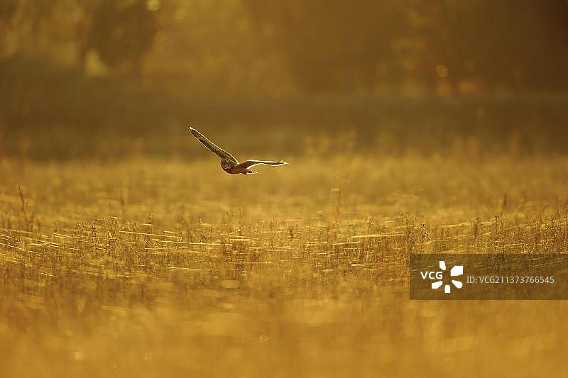 短耳猫头鹰(Asio flammeus)成年，在飞行中，在傍晚阳光下的田野上狩猎，林肯郡，英格兰，英国，欧洲图片素材