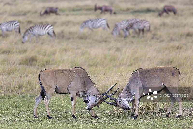 在非洲肯尼亚的马赛马拉国家保护区，两只未成熟的雄性羚羊在大草原上与背景中的平原斑马(斑马)和猛犸象(月马)搏斗图片素材
