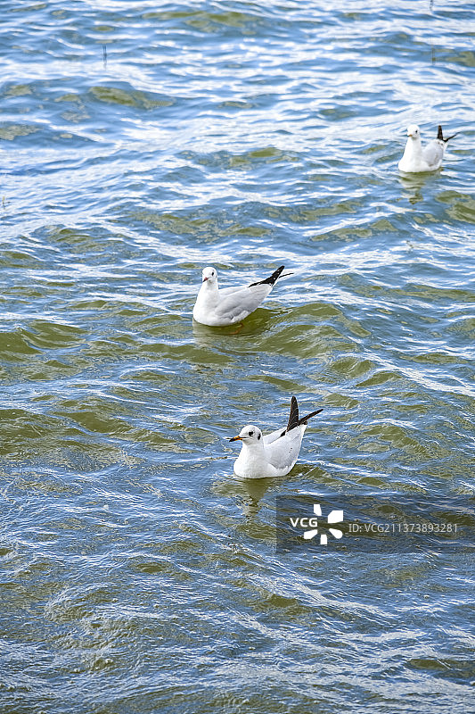 捞鱼河的海鸥图片素材