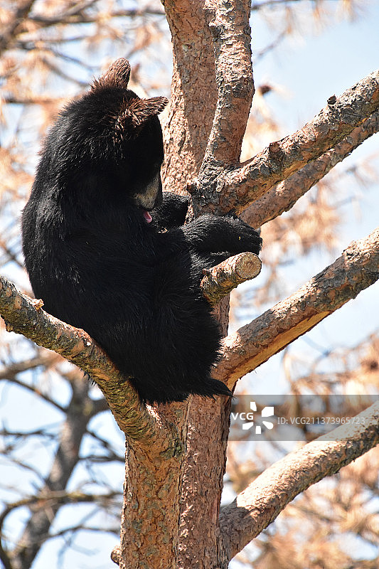 黑熊幼崽在树上伸出舌头图片素材