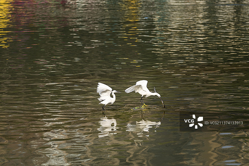 成都锦江畔的白鹭图片素材