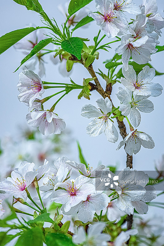 春天里盛开的梨花图片素材