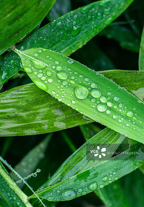 竹叶上的雨珠图片素材