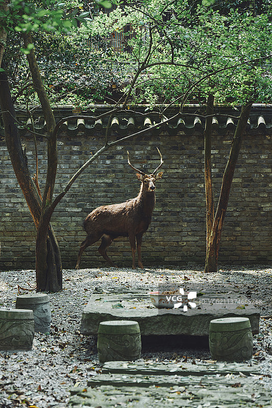 四川彭州三圣寺里的梅花鹿图片素材