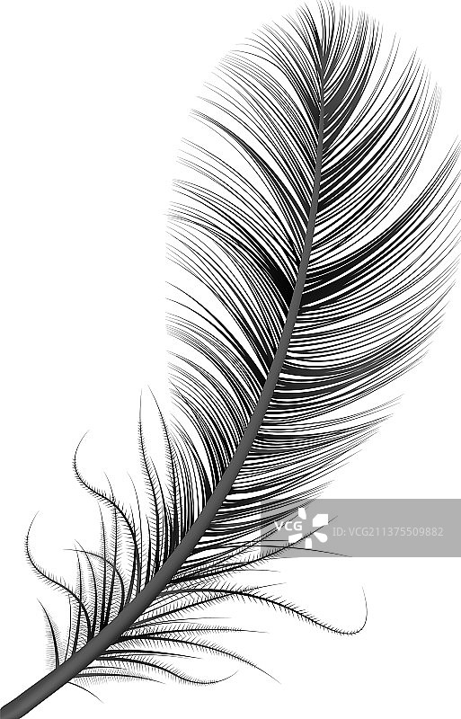 黑色写实羽毛构图图片素材