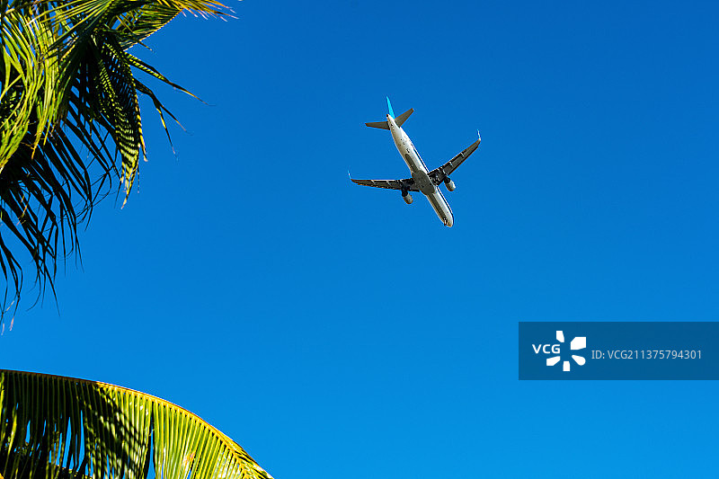 椰子树上的飞机图片素材