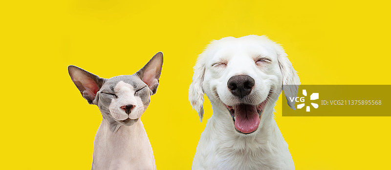 两只快乐的猫和狗在孤立的黄色背景上微笑，赫罗纳，赫罗纳，西班牙图片素材