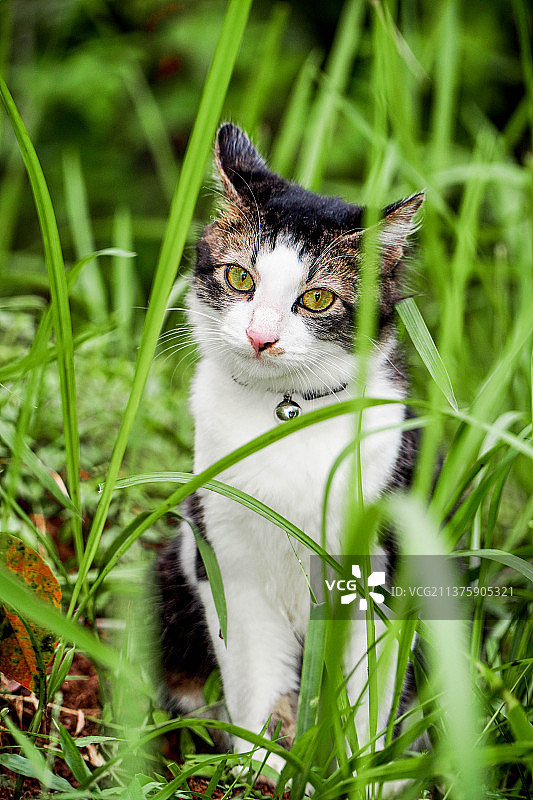 可爱的小猫在草地上玩耍图片素材
