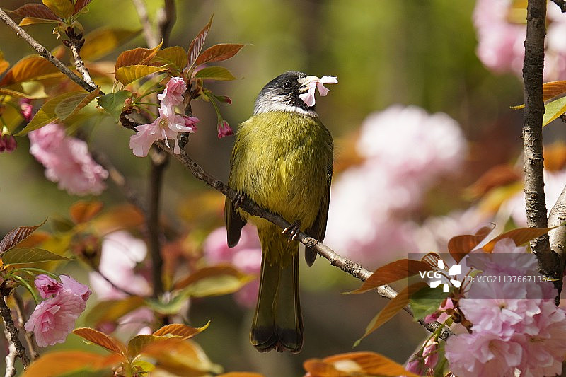 鸟栖息在樱花树上的特写镜头图片素材