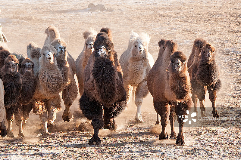 骆驼群骆驼肖像特写图片素材