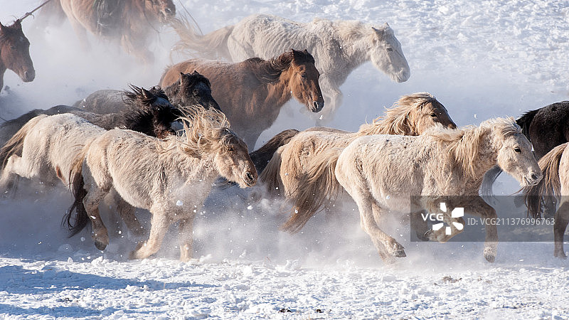 雪地上飞奔的蒙古马特写万马奔腾场面图片素材