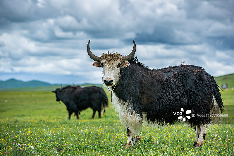 阿坝州唐克镇若尔盖草原牧场、动物、一只牦牛、唯美、牦牛、牛奶、有机奶、放养、原生态、健康、蠢萌的牛图片素材