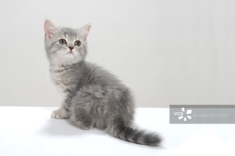 一只灰色条纹的纯种小猫坐在白色的背景上图片素材