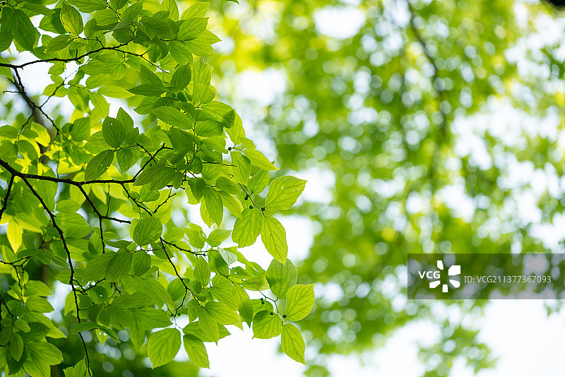 春天阳光下的新长出叶子的朴树植物图片素材
