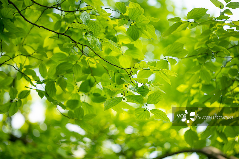 春天阳光下的新长出叶子的朴树植物图片素材
