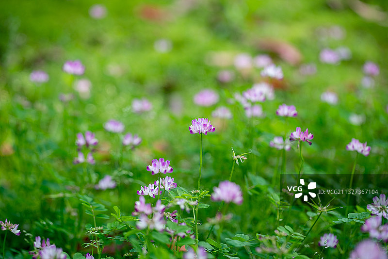 春天阳光下的新长出叶子开花的紫云英植物图片素材