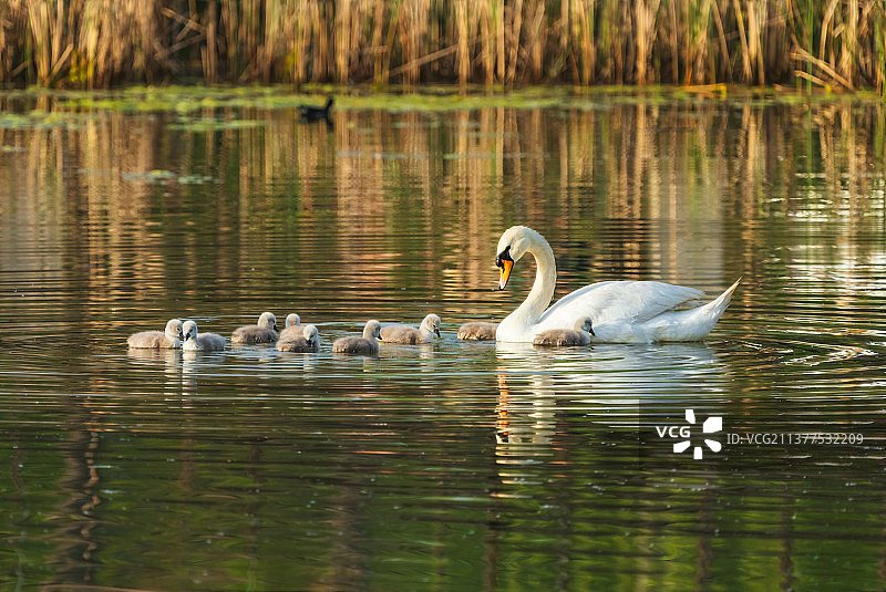 河南省郑州北龙湖湿地公园疣鼻天鹅和刚孵化的天鹅宝宝春季户外风光图片素材