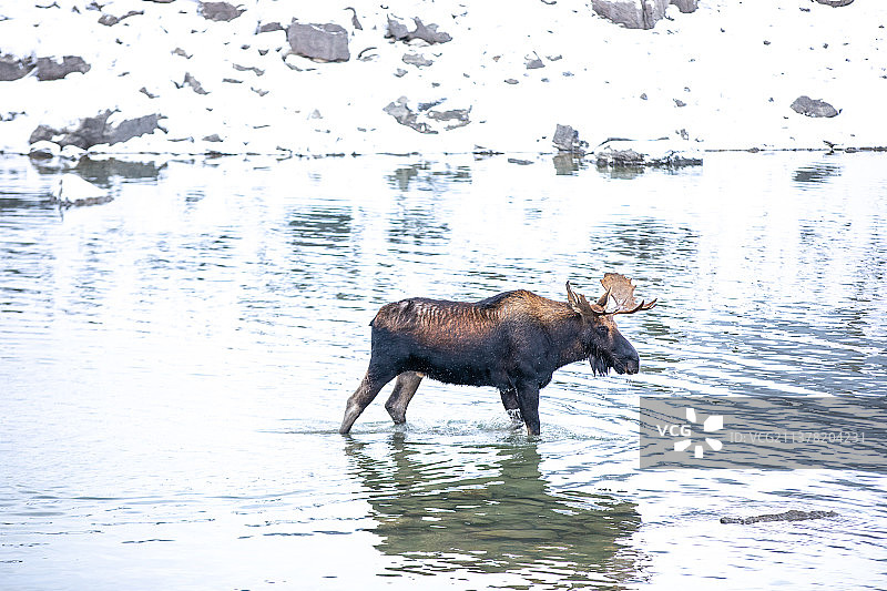 雪景中的北美驼鹿图片素材