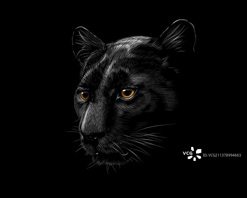 一头黑豹孤立在一头黑豹上图片素材