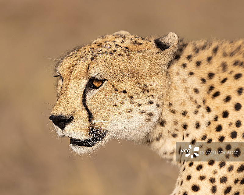 肯尼亚马赛马拉，一只猎豹的特写头像，猎豹看向别处的特写图片素材