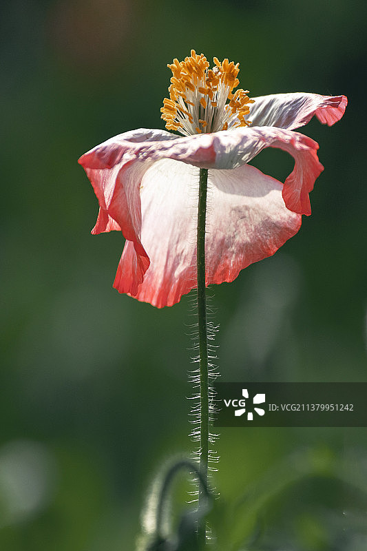 春夏季节罂粟科花卉植物虞美人美丽绽放壁纸美图图片素材