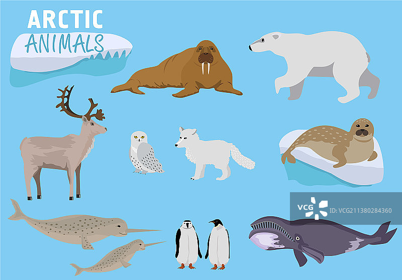 北极动物阿拉斯加动物可爱的动物设置图片素材